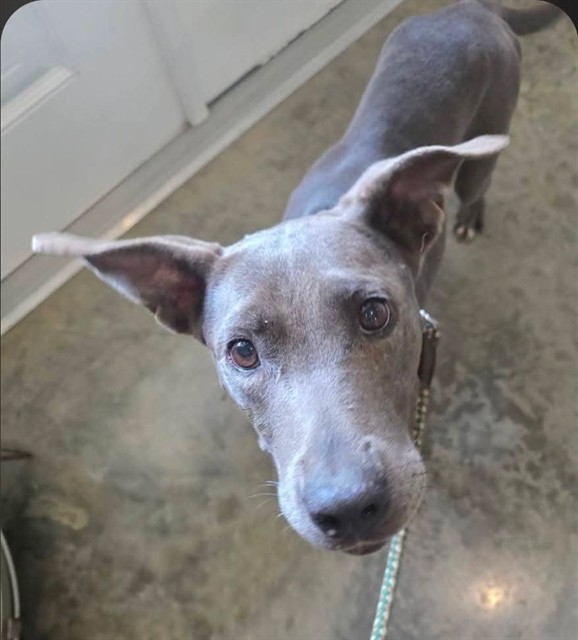 Shelter Stray Female Dog last seen Near BLOCK S JEFFERSON HWY, 1125 Easterwood Dr, Tallahassee, FL 32311, USA