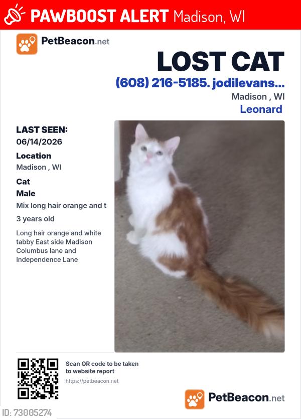 Lost Male Cat last seen East Washington Frontage road, Madison, WI 53704