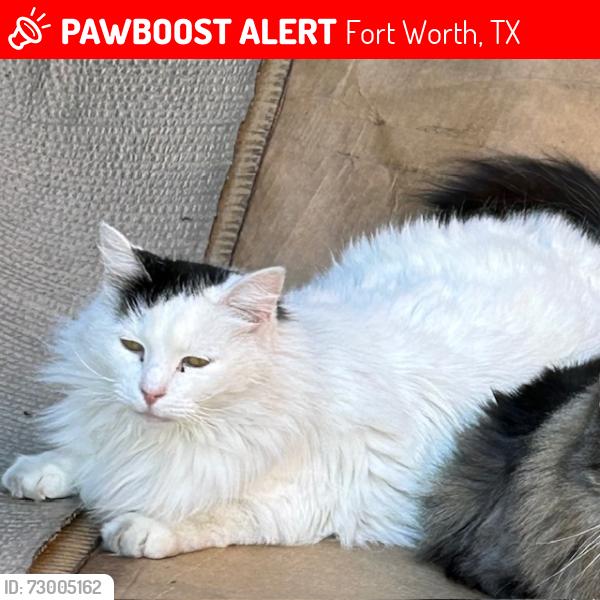 Lost Female Cat last seen Periwinkle Dr and Buttonwood, Fort Worth, TX 76137