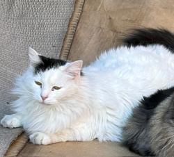 Lost Female Cat last seen Periwinkle Dr and Buttonwood, Fort Worth, TX 76137