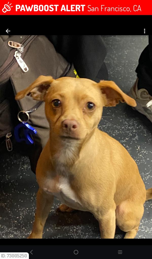 Lost Female Dog last seen Near th street San Francisco , San Francisco, CA 94103