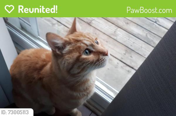 Reunited Male Cat last seen Oakcrossing Road and Beaverbrook Avenue, London, ON N6H 0A4