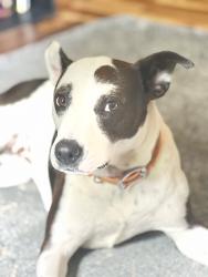 Reunited Female Dog last seen Near Warner Rd, Pfafftown, NC 27040, USA, Pfafftown, NC 27040