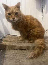 Reunited Female Cat last seen Near Reese street , Philadelphia, PA 19140
