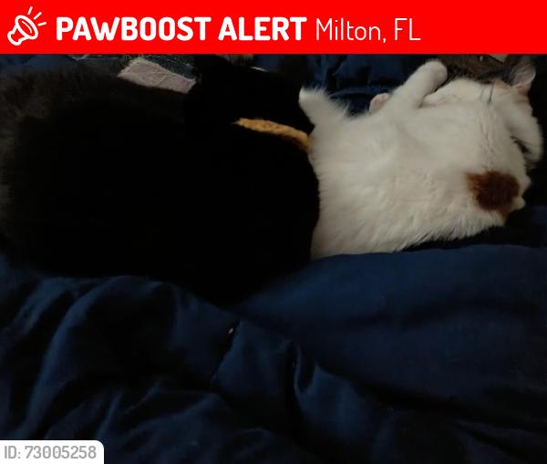Lost Male Cat last seen Near Tara Circle Milton Fl 32583, Milton, FL 32583