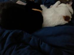 Lost Male Cat last seen Near Tara Circle Milton Fl 32583, Milton, FL 32583