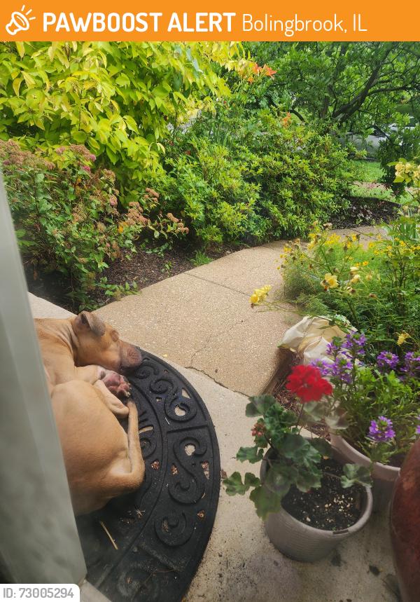 Lost Unknown Dog last seen In front of my hse, 584 Daniels Street, Bolingbrook, IL, Bolingbrook, IL 60440