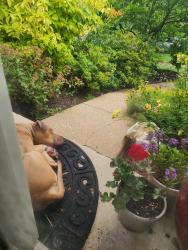 Lost Unknown Dog last seen In front of my hse, 584 Daniels Street, Bolingbrook, IL, Bolingbrook, IL 60440