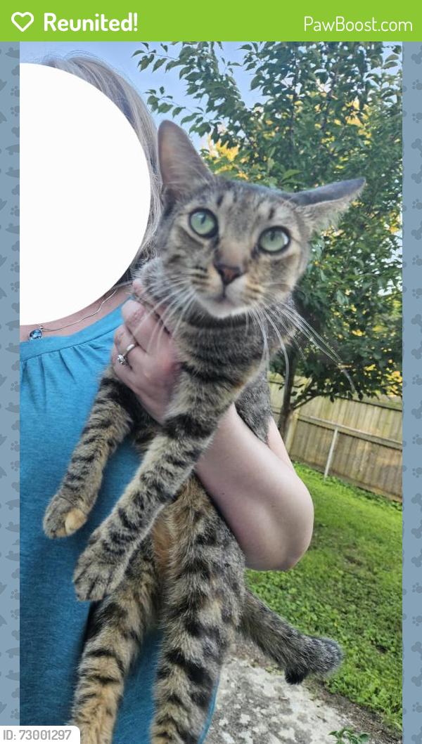 Reunited Female Cat last seen Near Allison Dr SE, Huntsville, AL 35803, USA, Huntsville, AL 35803