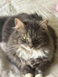 Lost Female Cat last seen Miller Rd E , Asheville, NC 28805