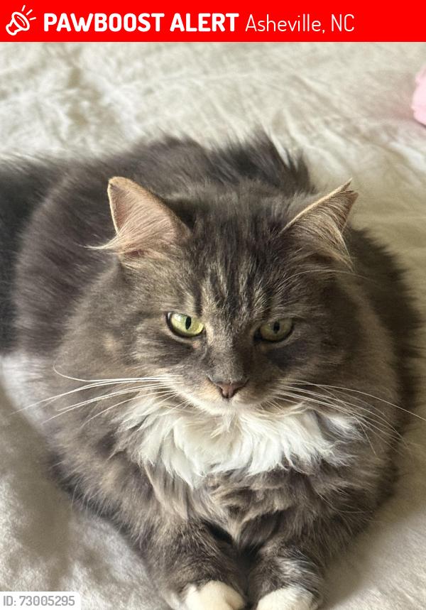 Lost Female Cat last seen Miller Rd E , Asheville, NC 28805
