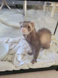 Found/Stray Unknown Ferret last seen Prospect av, Englewood, NJ 07631