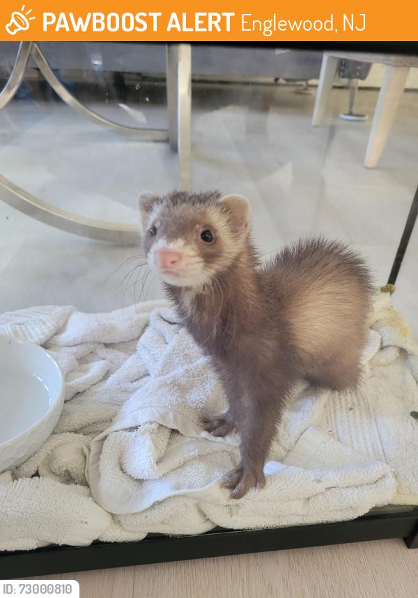 Found/Stray Unknown Ferret last seen Prospect av, Englewood, NJ 07631
