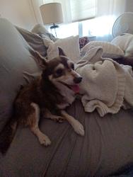 Reunited Male Dog last seen Wesley Chapel Stouts, Monroe, NC 28112
