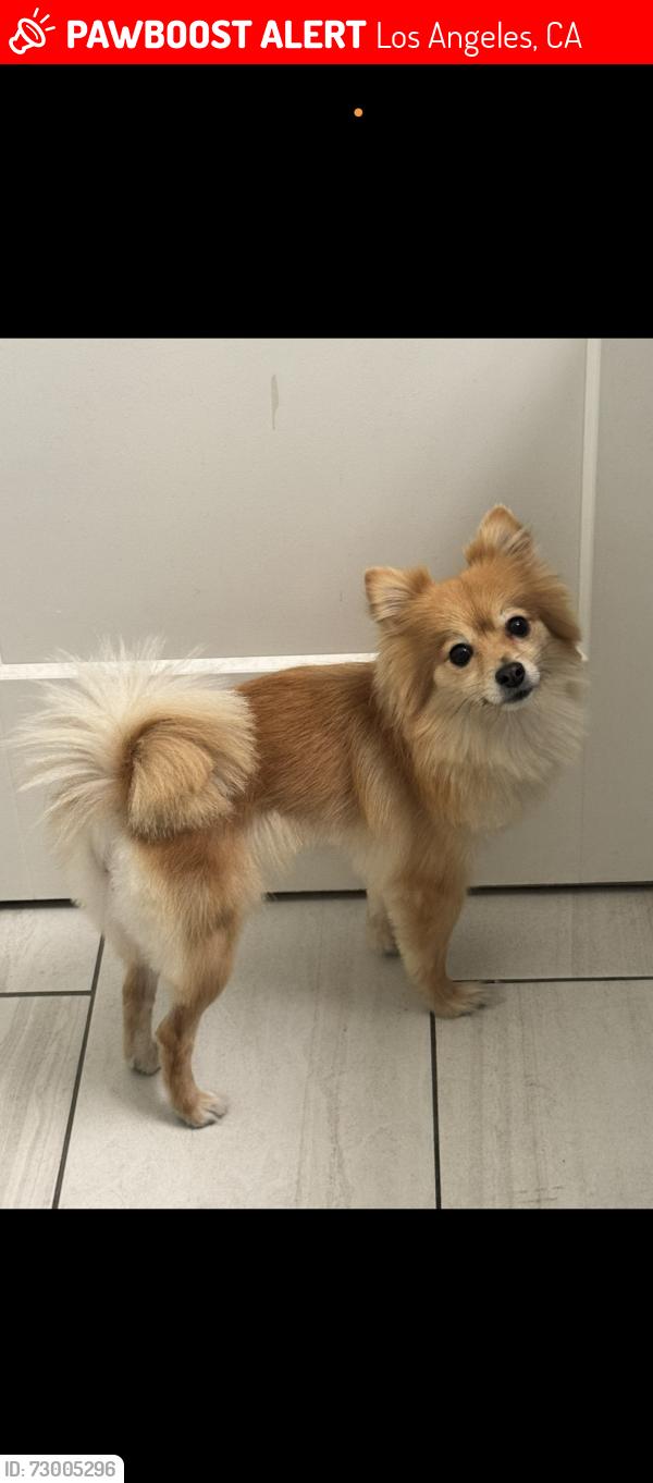Lost Female Dog last seen Whittier Blvd and Gerhart Ave, Los Angeles, CA 90022