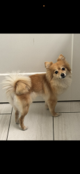 Lost Female Dog last seen Whittier Blvd and Gerhart Ave, Los Angeles, CA 90022