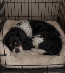 Lost Male Dog last seen Fort Apache and sahara, Las Vegas, NV 89117