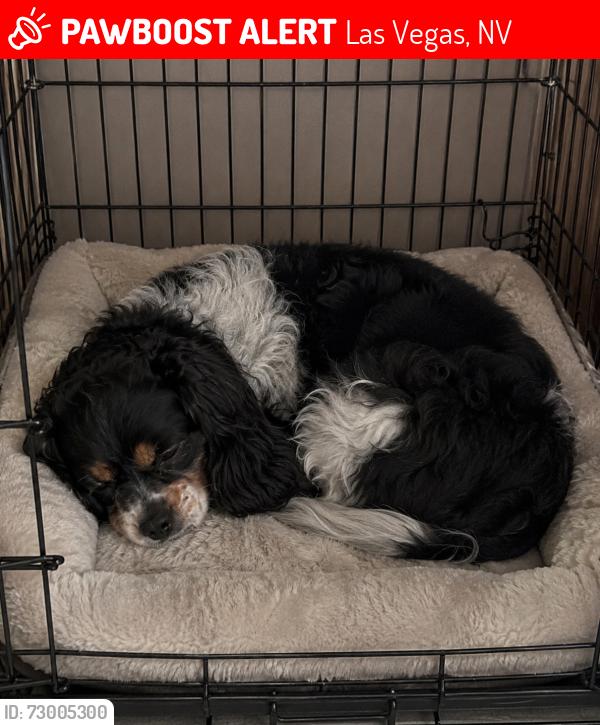 Lost Male Dog last seen Fort Apache and sahara, Las Vegas, NV 89117