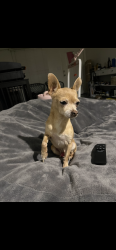 Reunited Male Dog last seen Mt Vernon ave 711 , Colton, CA 92324