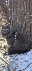 Lost Male Cat last seen Queens park , Moorhead, MN 56560