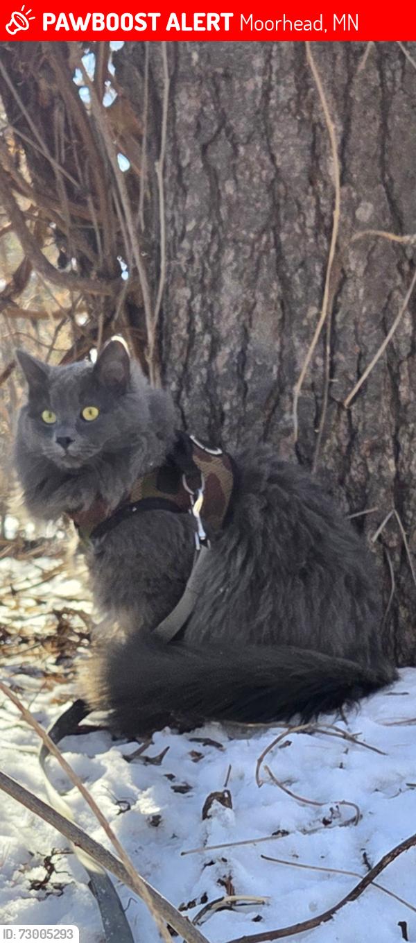 Lost Male Cat last seen Queens park , Moorhead, MN 56560