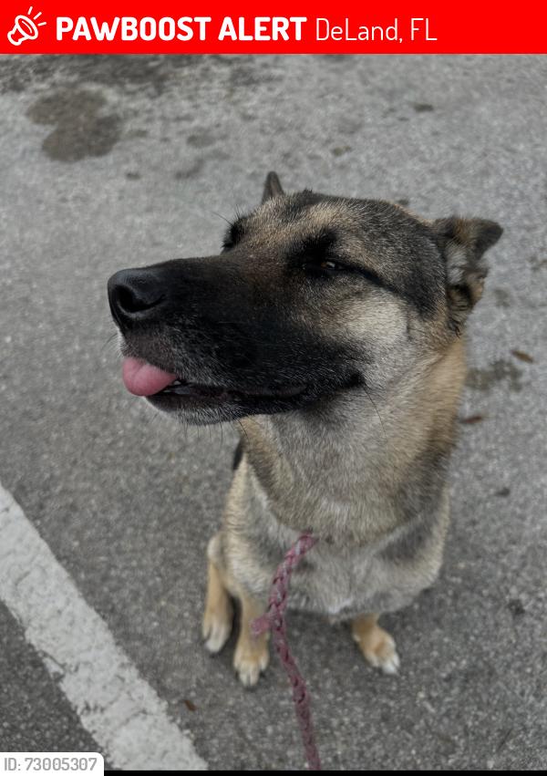 Lost Female Dog last seen Near west plymouth avenue, DeLand, FL 32720