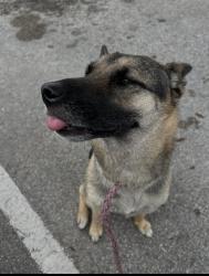 Lost Female Dog last seen Near west plymouth avenue, DeLand, FL 32720