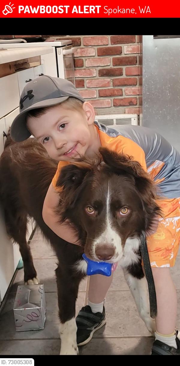 Lost Female Dog last seen E Rockwell Ave and Cook, Spokane, WA 99207