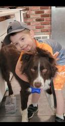 Lost Female Dog last seen E Rockwell Ave and Cook, Spokane, WA 99207