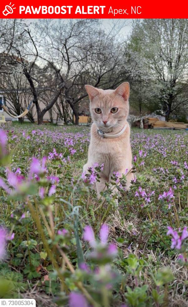 Lost Female Cat last seen Stephenson Rd Apex NC, Apex, NC 27511