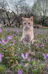 Reunited Female Cat last seen Stephenson Rd Apex NC, Apex, NC 27511