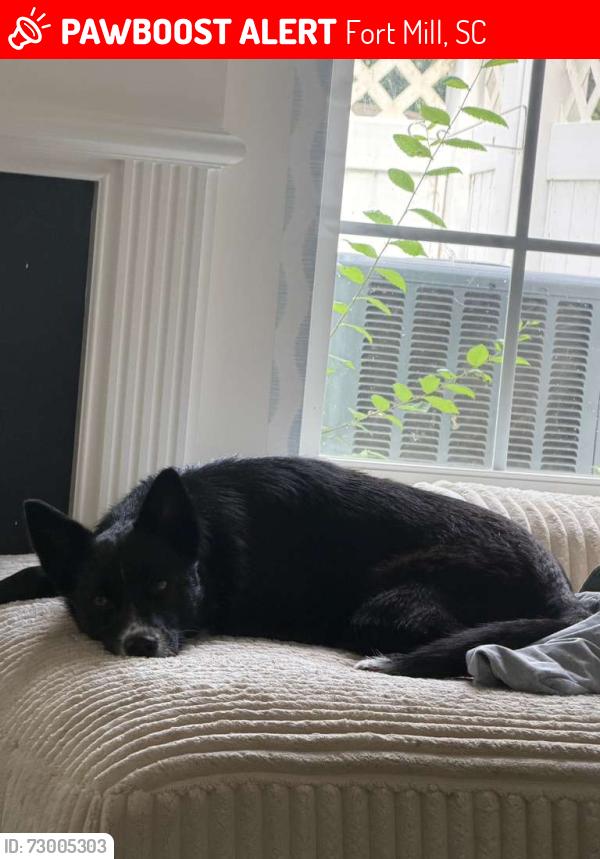 Lost Female Dog last seen behind Mulligan bar, Fort Mill, SC 29715