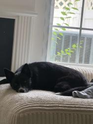 Lost Female Dog last seen behind Mulligan bar, Fort Mill, SC 29715