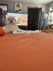 Reunited Male Dog last seen boggy creek and wearherbee, Orlando, FL 32824