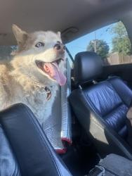 Found/Stray Unknown Dog last seen Ada, Modesto, CA 95354