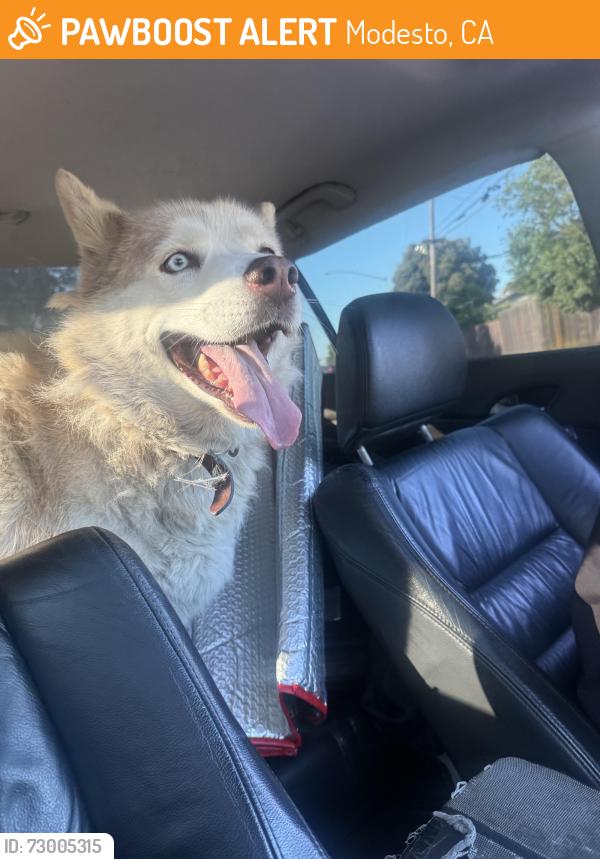 Found/Stray Unknown Dog last seen Ada, Modesto, CA 95354