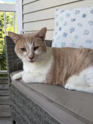 Lost Male Cat last seen Montrose and Morgan apmts, North Bethesda, MD 20852