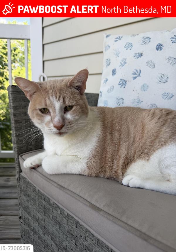 Lost Male Cat last seen Montrose and Morgan apmts, North Bethesda, MD 20852