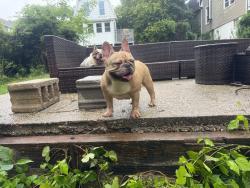 Lost Female Dog last seen Anthony Ave./Belair ave./Parkwood Ave, Baltimore, MD 21206