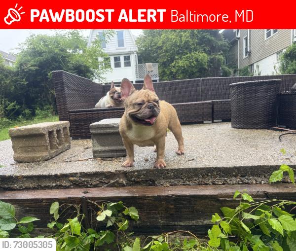 Lost Female Dog last seen Anthony Ave./Belair ave./Parkwood Ave, Baltimore, MD 21206
