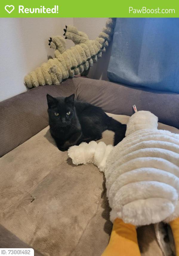 Reunited Female Cat last seen NW Brookhaven Ave and N Macedo, Port St. Lucie, FL 34983