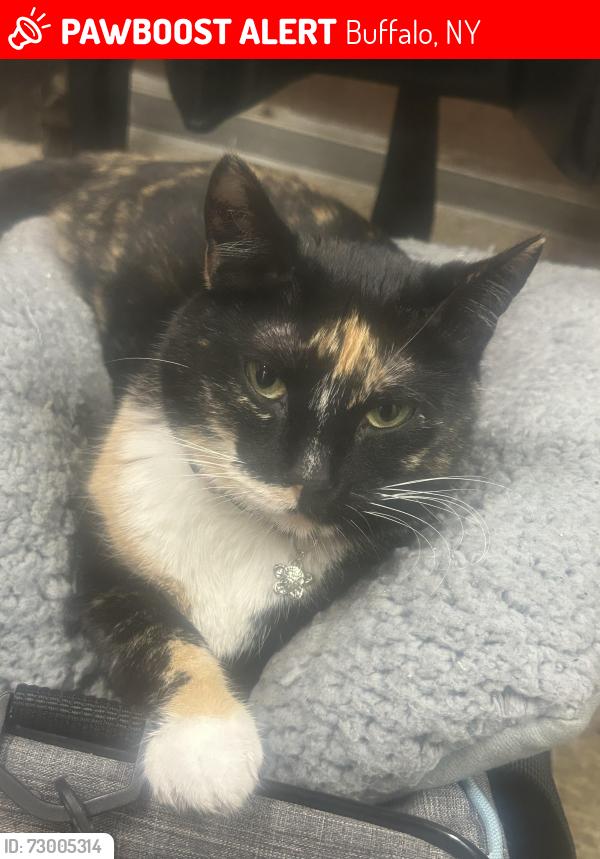 Lost Female Cat last seen Near Langfield Drive, Buffalo, NY 14215