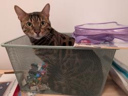 Reunited Male Cat last seen Cote St Luc and Coolbrook, Montréal, QC H3X 2K6