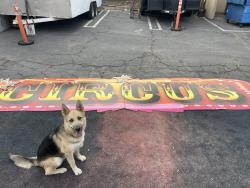 Found/Stray Female Dog last seen Imperial Hwy and Viking Ave, Brea, CA 92821