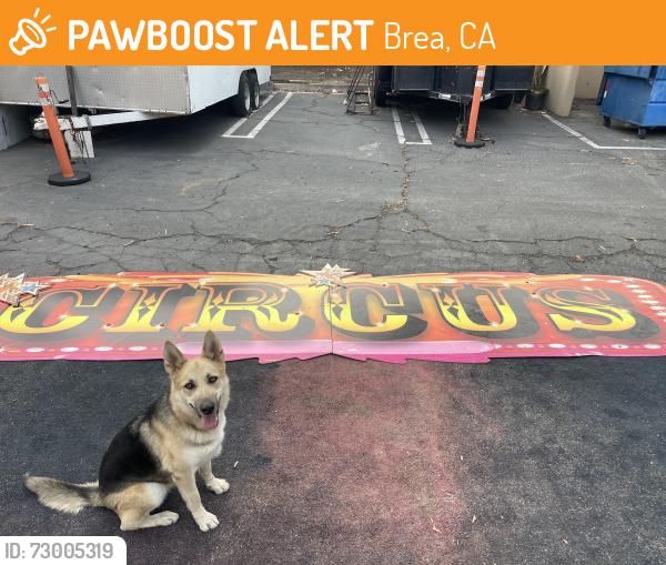 Found/Stray Female Dog last seen Imperial Hwy and Viking Ave, Brea, CA 92821
