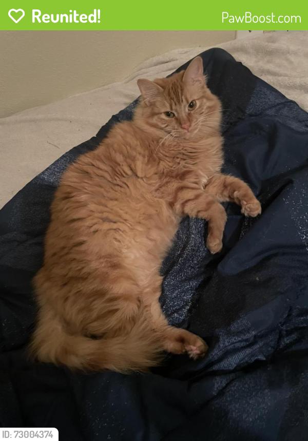 Reunited Male Cat last seen Near Socorro bend , Leander, TX 78641