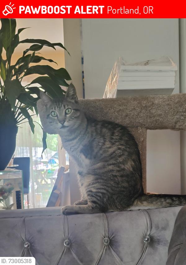 Lost Male Cat last seen 117th fargo, Portland, OR 97220