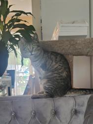 Lost Male Cat last seen 117th fargo, Portland, OR 97220