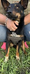 Reunited Male Dog last seen Heard st, Cleburne, TX 76033