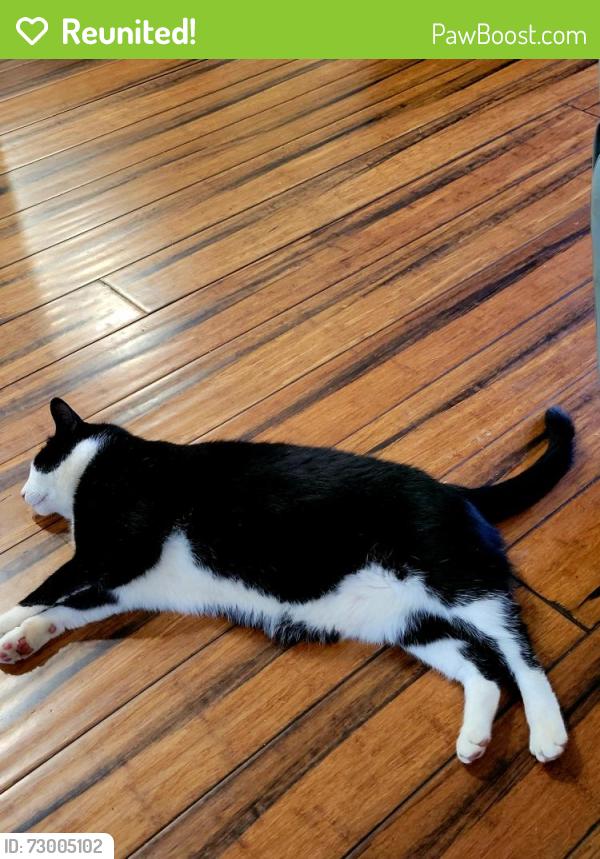 Reunited Male Cat last seen Overman St and Lindley Woods , Greensboro, NC 27410